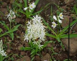 Musli - மூசலி